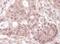 THO Complex 1 antibody, A302-838A, Bethyl Labs, Immunohistochemistry paraffin image 