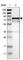 Caldesmon 1 antibody, HPA017330, Atlas Antibodies, Western Blot image 