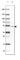 Tweety Family Member 1 antibody, HPA050655, Atlas Antibodies, Western Blot image 