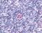 Leukotriene B4 Receptor 2 antibody, NLS2102, Novus Biologicals, Immunohistochemistry frozen image 