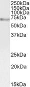 MYB Proto-Oncogene, Transcription Factor antibody, GTX89014, GeneTex, Western Blot image 