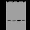 Mitotic Arrest Deficient 2 Like 1 antibody, 201176-T46, Sino Biological, Western Blot image 