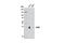 Caudal Type Homeobox 2 antibody, 3977S, Cell Signaling Technology, Western Blot image 