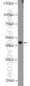 SH2 Domain Containing 5 antibody, 55320-1-AP, Proteintech Group, Western Blot image 