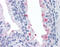 Rhotekin antibody, 51-507, ProSci, Immunohistochemistry paraffin image 