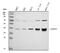 Alcohol Dehydrogenase 5 (Class III), Chi Polypeptide antibody, RP1111, Boster Biological Technology, Western Blot image 