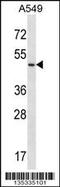 Urotensin 2 Receptor antibody, 58-093, ProSci, Western Blot image 