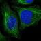 Transgelin 2 antibody, NBP1-89722, Novus Biologicals, Immunocytochemistry image 