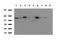 Programmed Cell Death 1 antibody, LS-C796949, Lifespan Biosciences, Western Blot image 