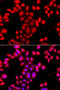 O-Sialoglycoprotein Endopeptidase Like 1 antibody, 23-357, ProSci, Immunofluorescence image 