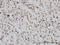 DNA topoisomerase 1 antibody, H00007150-M01, Novus Biologicals, Immunohistochemistry frozen image 