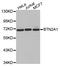 Butyrophilin Subfamily 2 Member A1 antibody, LS-C332527, Lifespan Biosciences, Western Blot image 