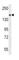 Structural Maintenance Of Chromosomes 1A antibody, abx027456, Abbexa, Western Blot image 