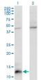 C-C Motif Chemokine Ligand 7 antibody, H00006354-M03, Novus Biologicals, Western Blot image 
