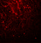 Lin-28 Homolog A antibody, 5605, ProSci, Immunofluorescence image 