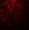 Tex17 antibody, 5605, ProSci, Immunofluorescence image 