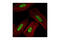 S-Phase Kinase Associated Protein 2 antibody, 4313S, Cell Signaling Technology, Immunocytochemistry image 