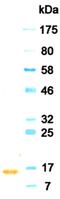 Interferon Alpha 2 antibody, MA1-72505, Invitrogen Antibodies, Western Blot image 