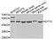 Synaptotagmin 4 antibody, PA5-76252, Invitrogen Antibodies, Western Blot image 