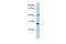 RNA Binding Motif Protein 34 antibody, PA5-41855, Invitrogen Antibodies, Western Blot image 