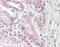 Nephrocystin 4 antibody, orb96593, Biorbyt, Immunohistochemistry paraffin image 