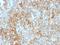 Basigin (Ok Blood Group) antibody, GTX34462, GeneTex, Immunohistochemistry paraffin image 
