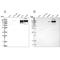 Collagen alpha-2(VI) chain antibody, NBP2-55655, Novus Biologicals, Western Blot image 