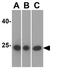 Caspase 8 antibody, GTX31284, GeneTex, Western Blot image 