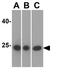 Caspase 8 antibody, GTX31284, GeneTex, Western Blot image 