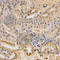 Mevalonate Kinase antibody, A5354, ABclonal Technology, Immunohistochemistry paraffin image 