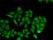 SLAM Family Member 7 antibody, orb178543, Biorbyt, Immunofluorescence image 