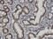 Checkpoint with forkhead and RING finger domains protein antibody, H00055743-M01, Novus Biologicals, Immunohistochemistry paraffin image 