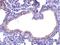 Secretory Leukocyte Peptidase Inhibitor antibody, A01682, Boster Biological Technology, Immunohistochemistry frozen image 