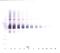 Delta Like Canonical Notch Ligand 4 antibody, 38-269, ProSci, Western Blot image 