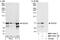 DExD-Box Helicase 52 antibody, NBP1-71811, Novus Biologicals, Western Blot image 