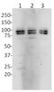 OPA1 Mitochondrial Dynamin Like GTPase antibody, ab119685, Abcam, Western Blot image 