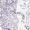 Biotinidase antibody, PA5-62581, Invitrogen Antibodies, Immunohistochemistry frozen image 