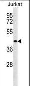 Thyrotropin Releasing Hormone Receptor antibody, LS-C157266, Lifespan Biosciences, Western Blot image 