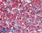 S-Phase Kinase Associated Protein 2 antibody, LS-B3361, Lifespan Biosciences, Immunohistochemistry paraffin image 