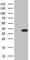 Nuclear LIM interactor-interacting factor 2 antibody, TA808714, Origene, Western Blot image 