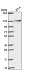 RNA Binding Motif Protein 10 antibody, PA5-66080, Invitrogen Antibodies, Western Blot image 