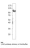 TLR11 antibody, MBS540124, MyBioSource, Western Blot image 