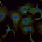 Ras-related protein Rab-25 antibody, MA5-15587, Invitrogen Antibodies, Immunofluorescence image 