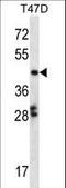 GA Binding Protein Transcription Factor Subunit Beta 1 antibody, LS-C166320, Lifespan Biosciences, Western Blot image 