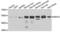 Hepatocyte Nuclear Factor 4 Alpha antibody, LS-C331883, Lifespan Biosciences, Western Blot image 