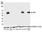 CD27 Molecule antibody, NBP2-78837, Novus Biologicals, Western Blot image 