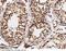 Growth Differentiation Factor 3 antibody, 100344-T08, Sino Biological, Immunohistochemistry frozen image 