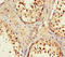 Opsin 5 antibody, LS-C399112, Lifespan Biosciences, Immunohistochemistry paraffin image 