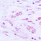 BAI1 Associated Protein 2 Like 1 antibody, LS-C354184, Lifespan Biosciences, Immunohistochemistry frozen image 