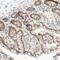 TRNA Methyltransferase 12 Homolog antibody, NBP1-83633, Novus Biologicals, Immunohistochemistry frozen image 